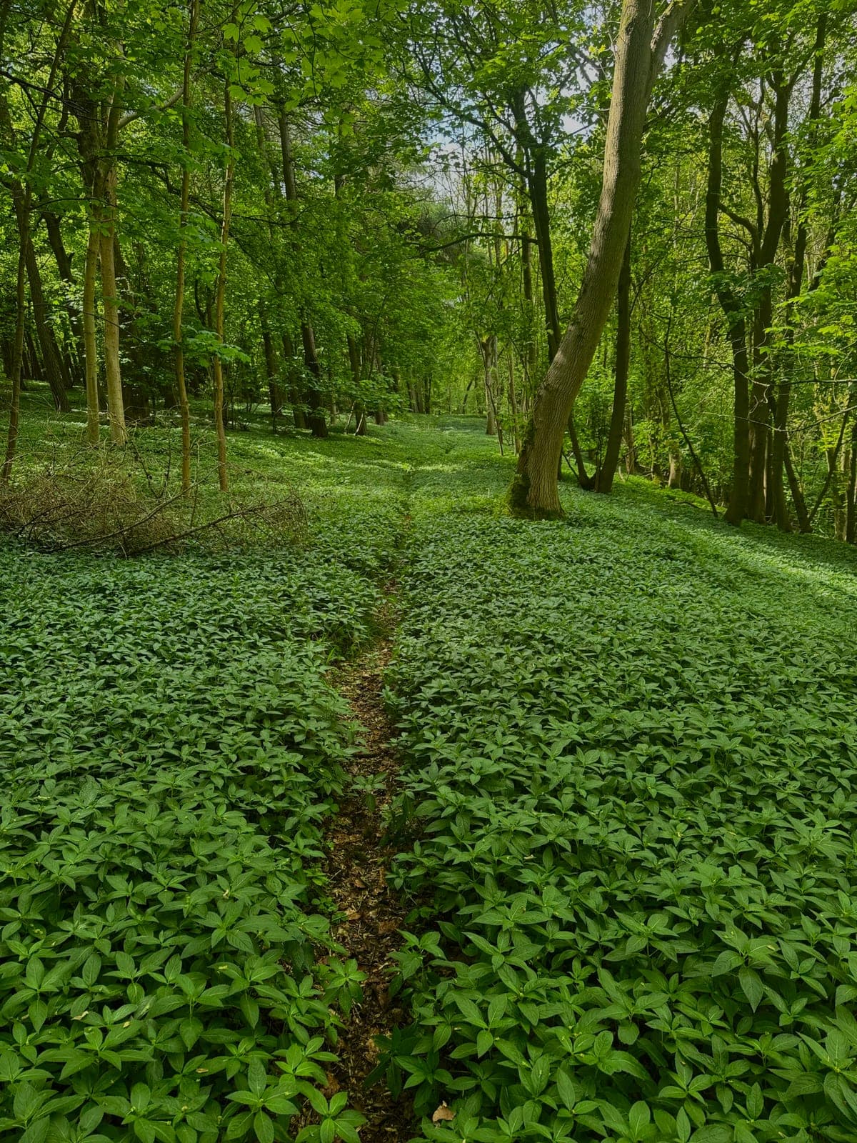 A narrow path winding through a dense green woodland floor