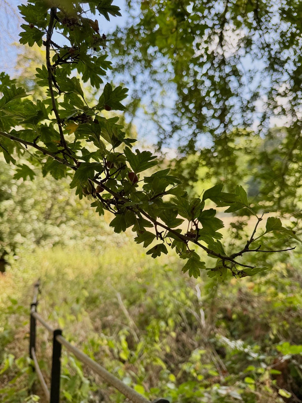 Sunlight through a hawthorn branch above a meadow