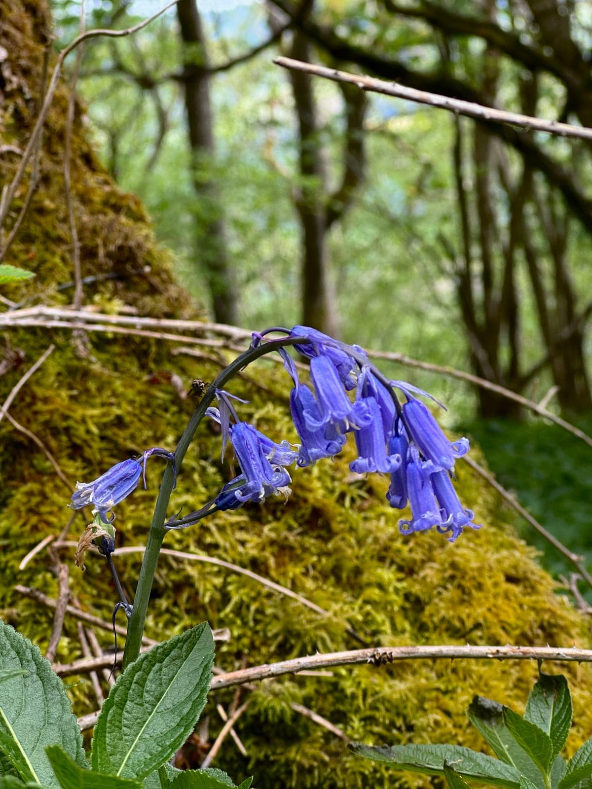 A bluebell in flower against a mossy woodland bank