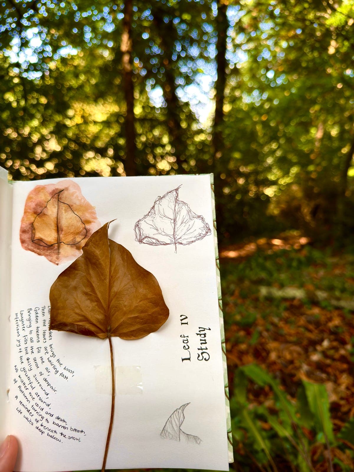 A journal page with a pressed leaf, watercolour study and handwritten notes