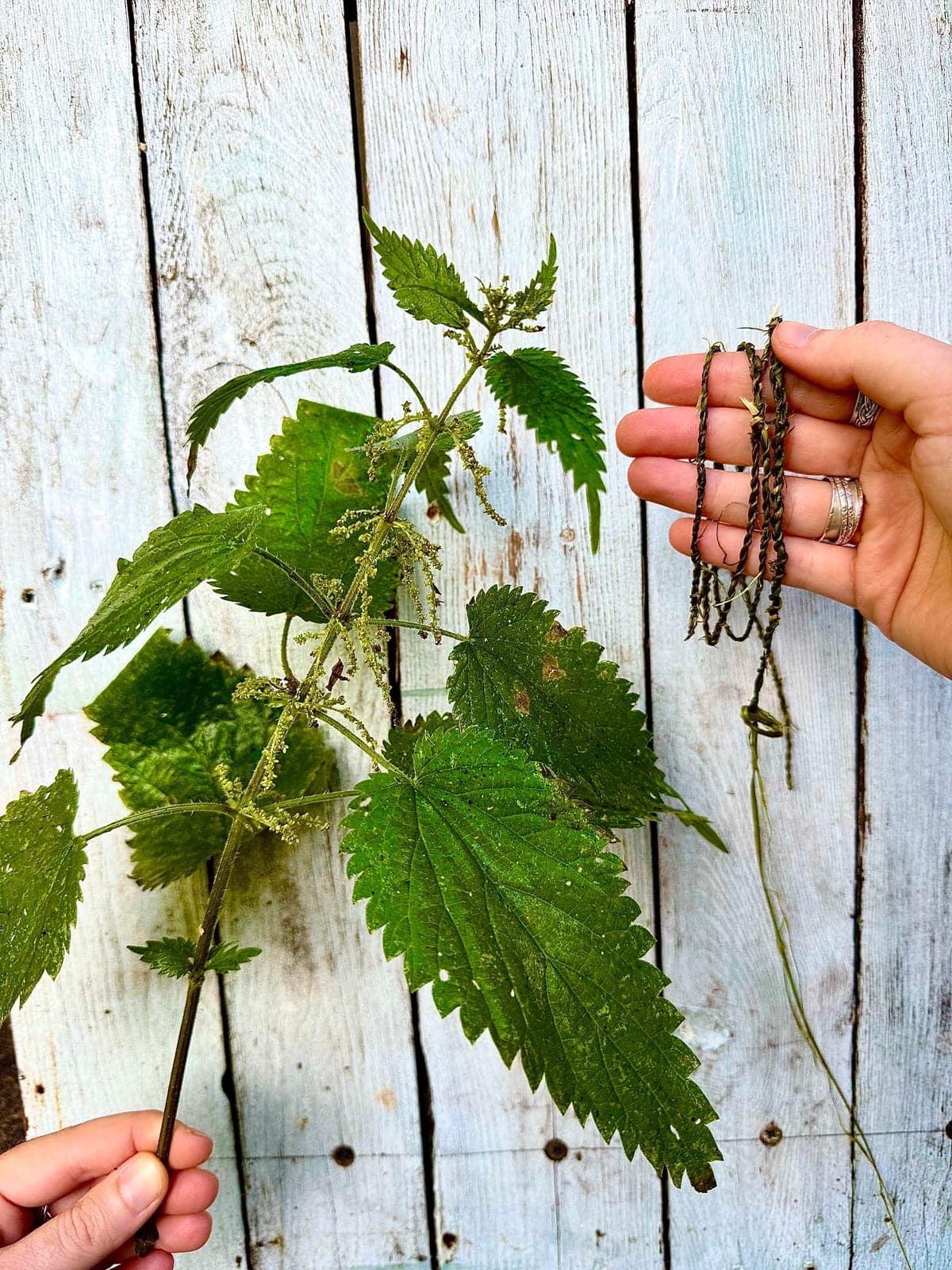Lengths of twisted nettle cord beside a freshly cut nettle