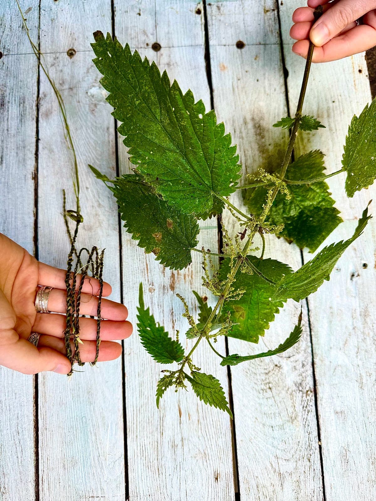 Lengths of twisted nettle cord beside a freshly cut nettle