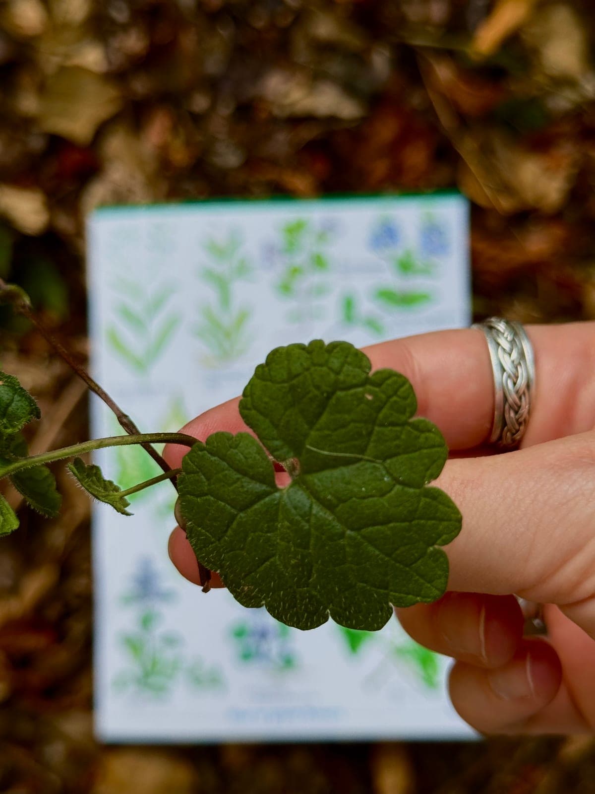 Holding a leaf beside an illustrated plant identification guide